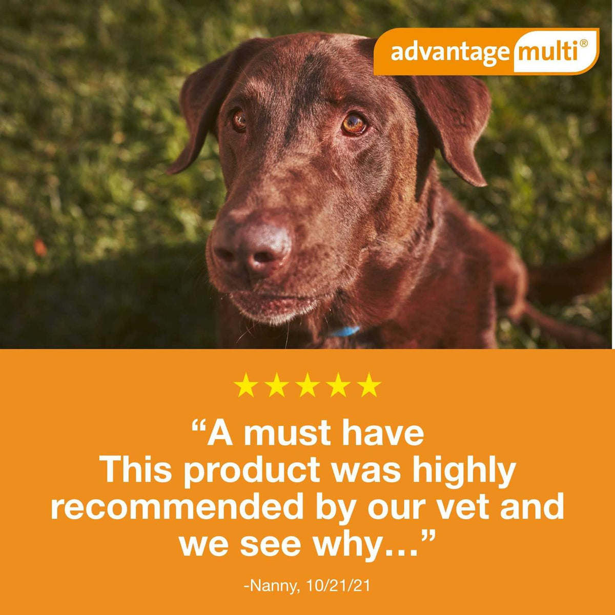 Advantage Multi for Dogs F613432