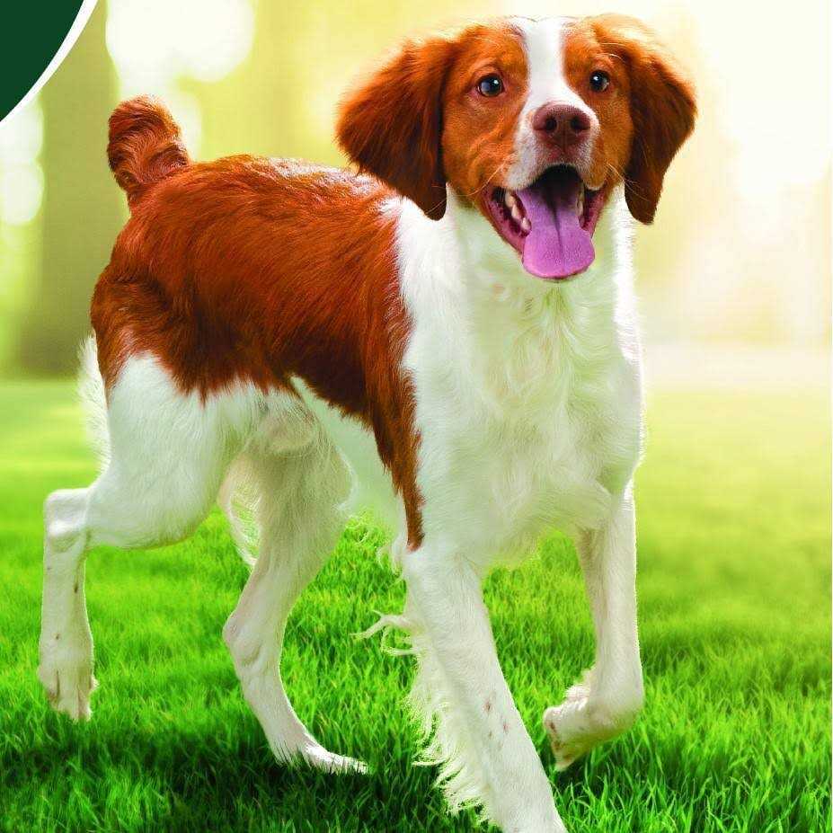 Chicken Superfoods Adult Dry Dog Food K4083