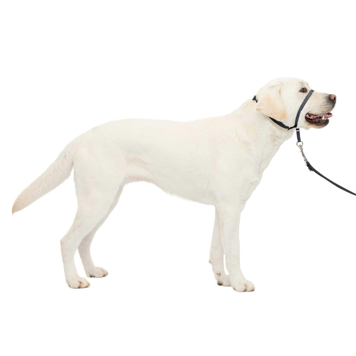 Headcollar N1855