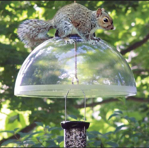 Black Squirrel Guard N73952