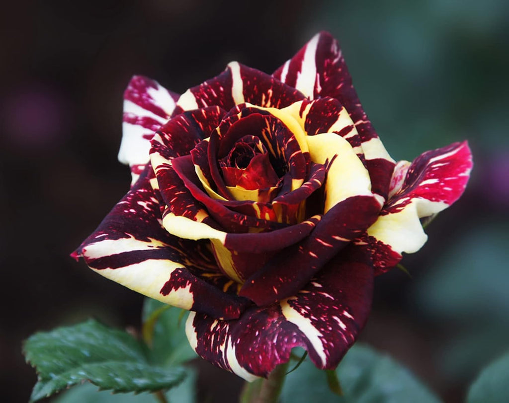 Dark Red Stripes Rose Bush, Multi Colours Rose Hedging M809