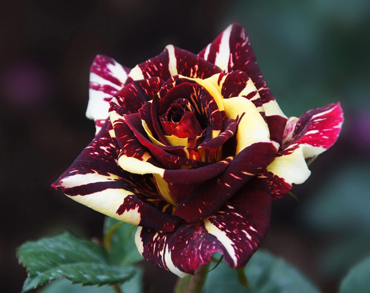 Dark Red Stripes Rose Bush, Multi Colours Rose Hedging M809