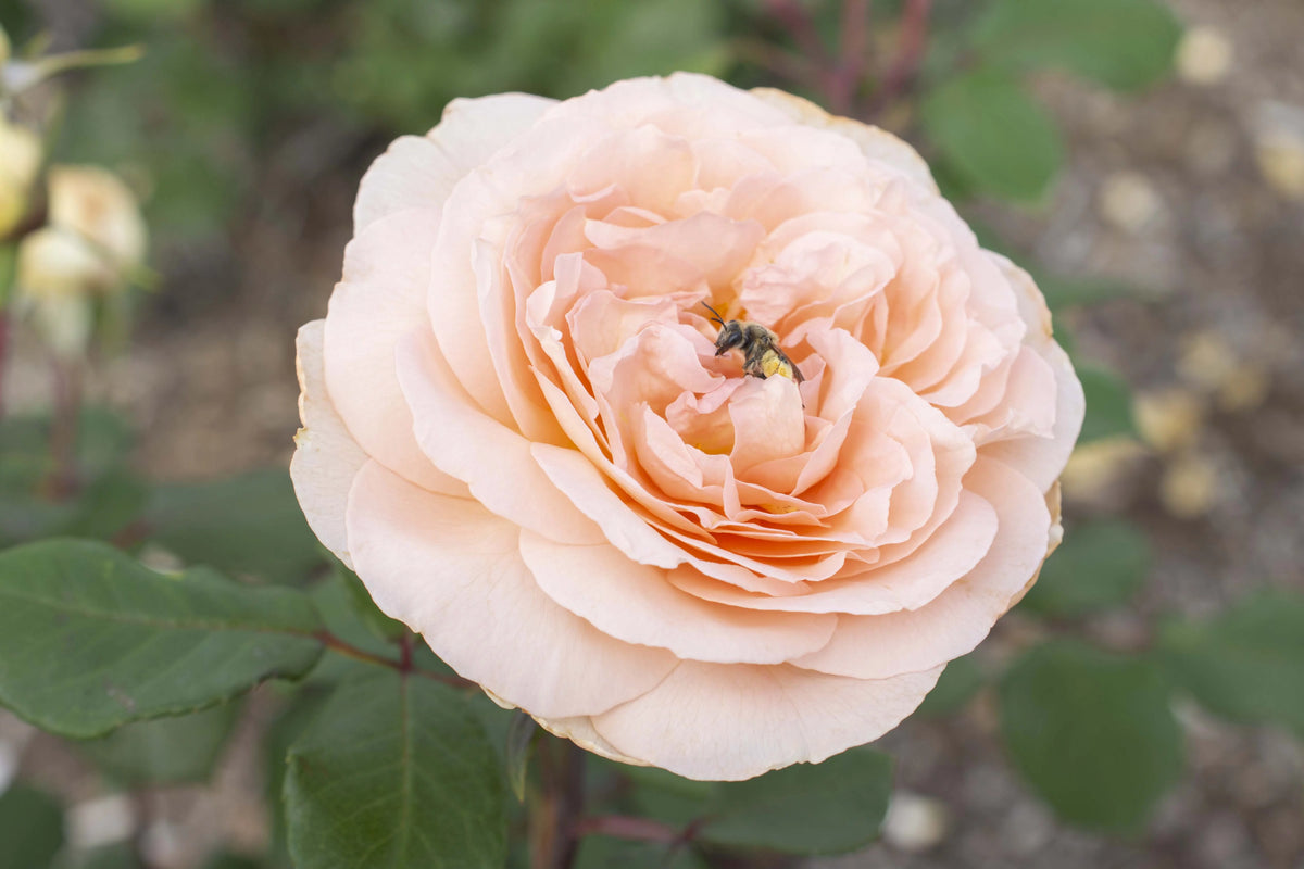 Hybrid Tea Rose Live Plants 2 Piece V2344