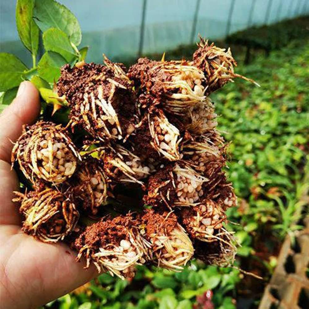Dark Red Stripes Rose Bush, Multi Colours Rose Hedging M809