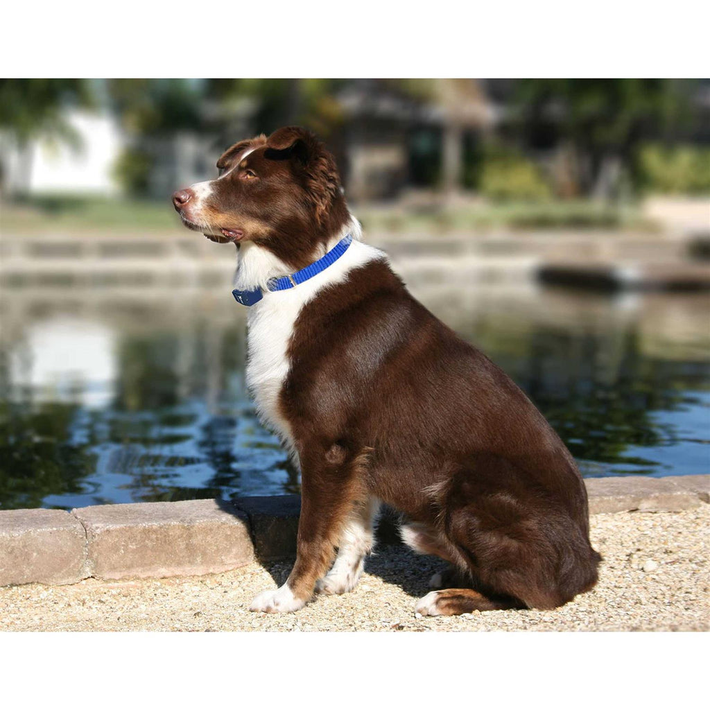 Dog Collar Replacement Strap K73212