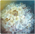 Canvas Art 22X22 Y785