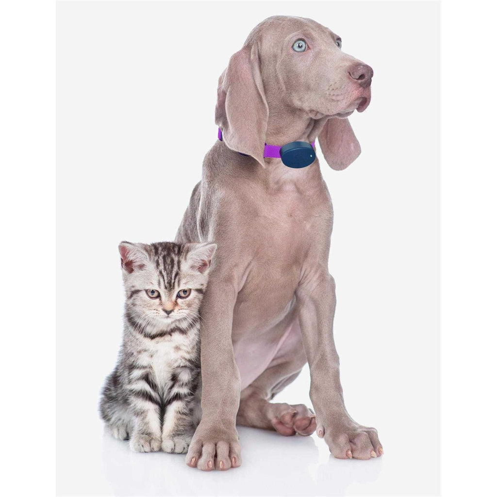 Dog Collar Replacement Strap K73212