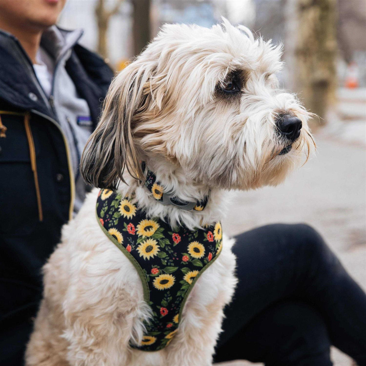Adjustable Dog Collar Z656483