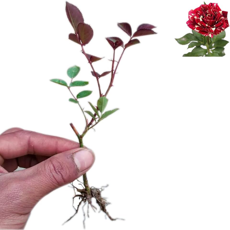 Dark Red Stripes Rose Bush, Multi Colours Rose Hedging M809