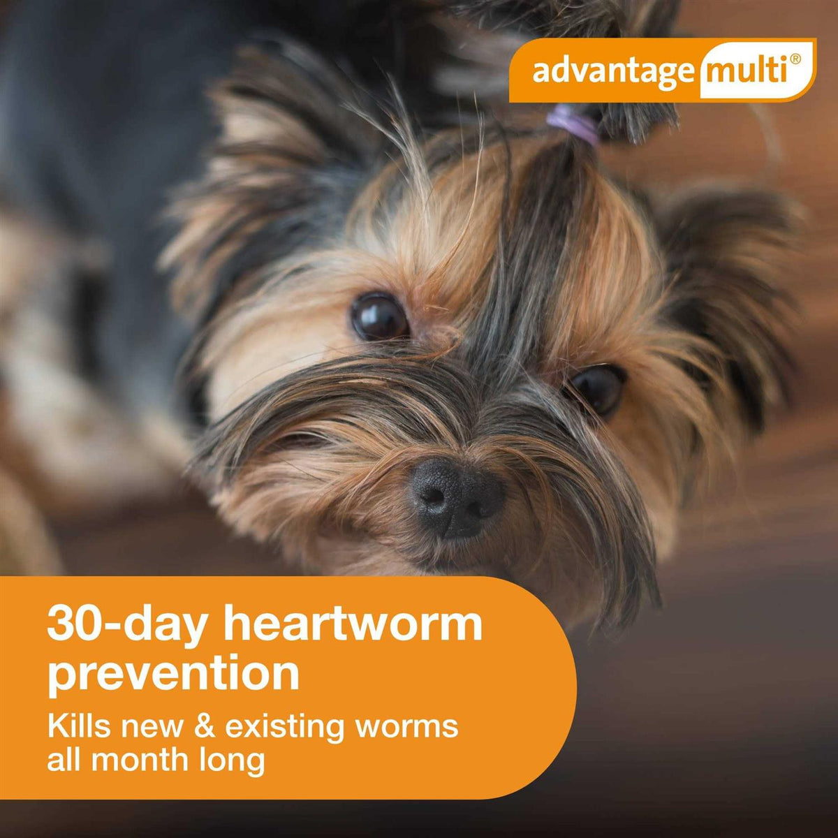Advantage Multi for Dogs F613432