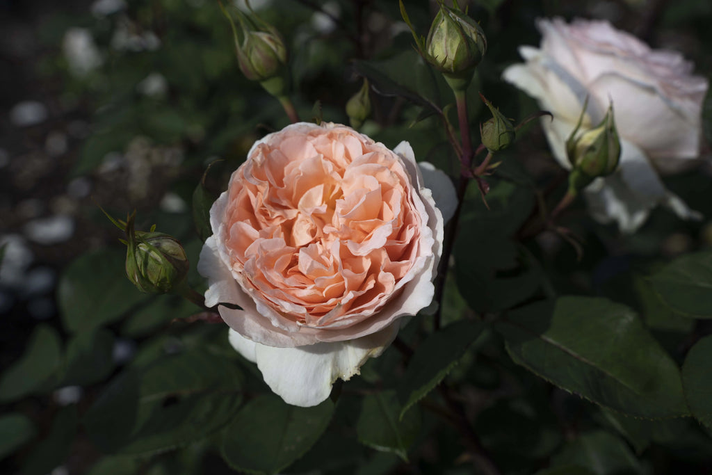 Hybrid Tea Rose Live Plants 2 Piece V2344
