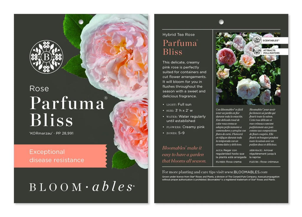 Hybrid Tea Rose Live Plants 2 Piece V2344