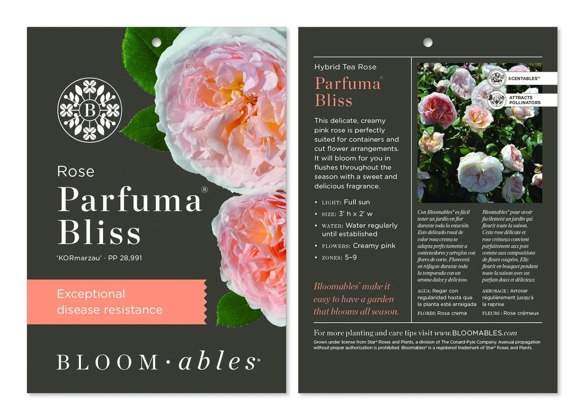 Hybrid Tea Rose Live Plants 2 Piece V2344