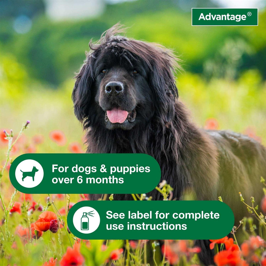 Flea & Tick Treatment Spray for Dogs B154