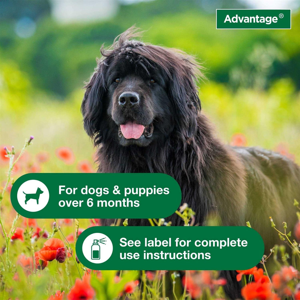 Flea & Tick Treatment Spray for Dogs B154