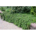Rubus calycinoides 25 Pots 3 1/2 in. P119024