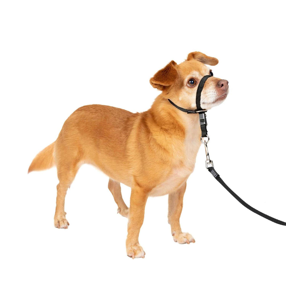 Headcollar N1855