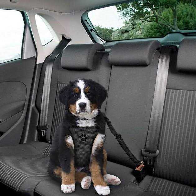 Adjustable Dog Car Seat Belt F295589