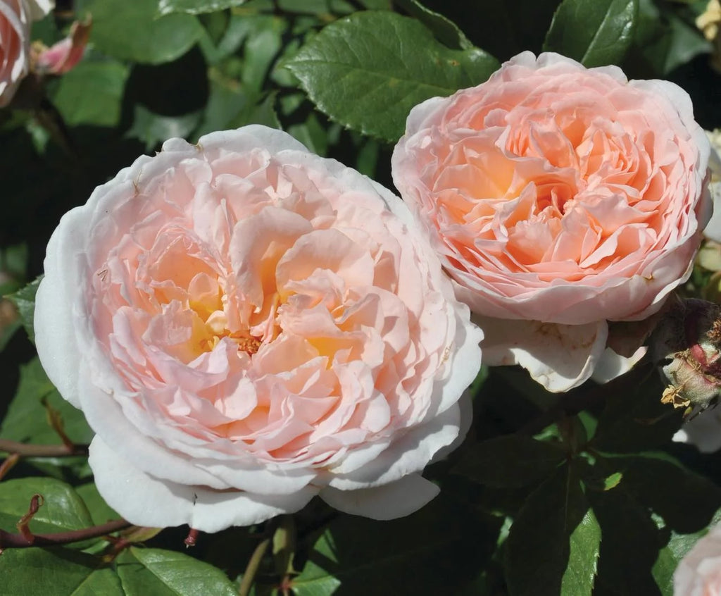 Hybrid Tea Rose Live Plants 2 Piece V2344