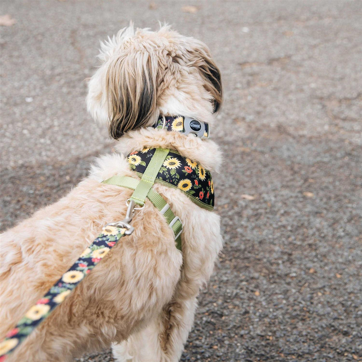 Adjustable Dog Collar Z656483