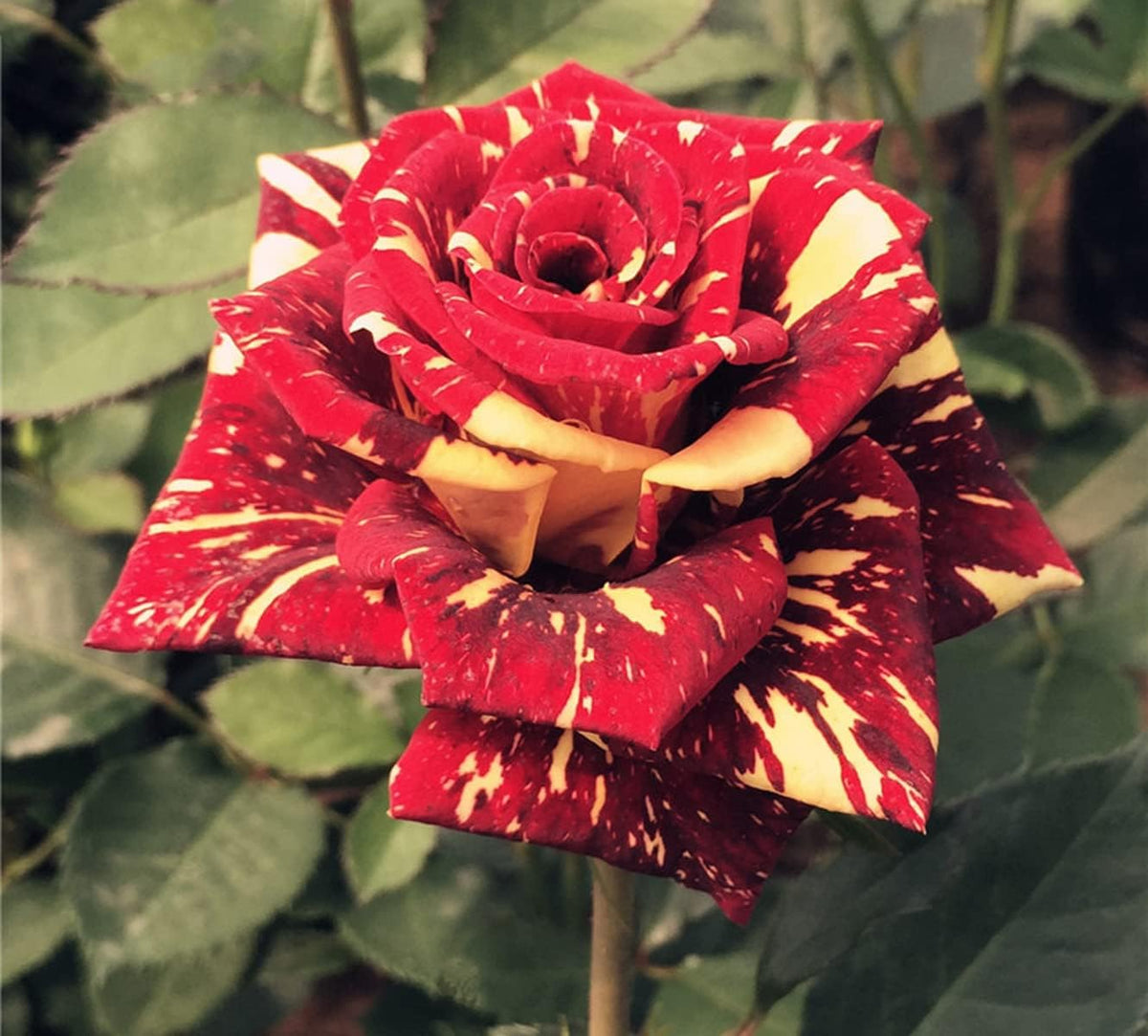 Dark Red Stripes Rose Bush, Multi Colours Rose Hedging M809