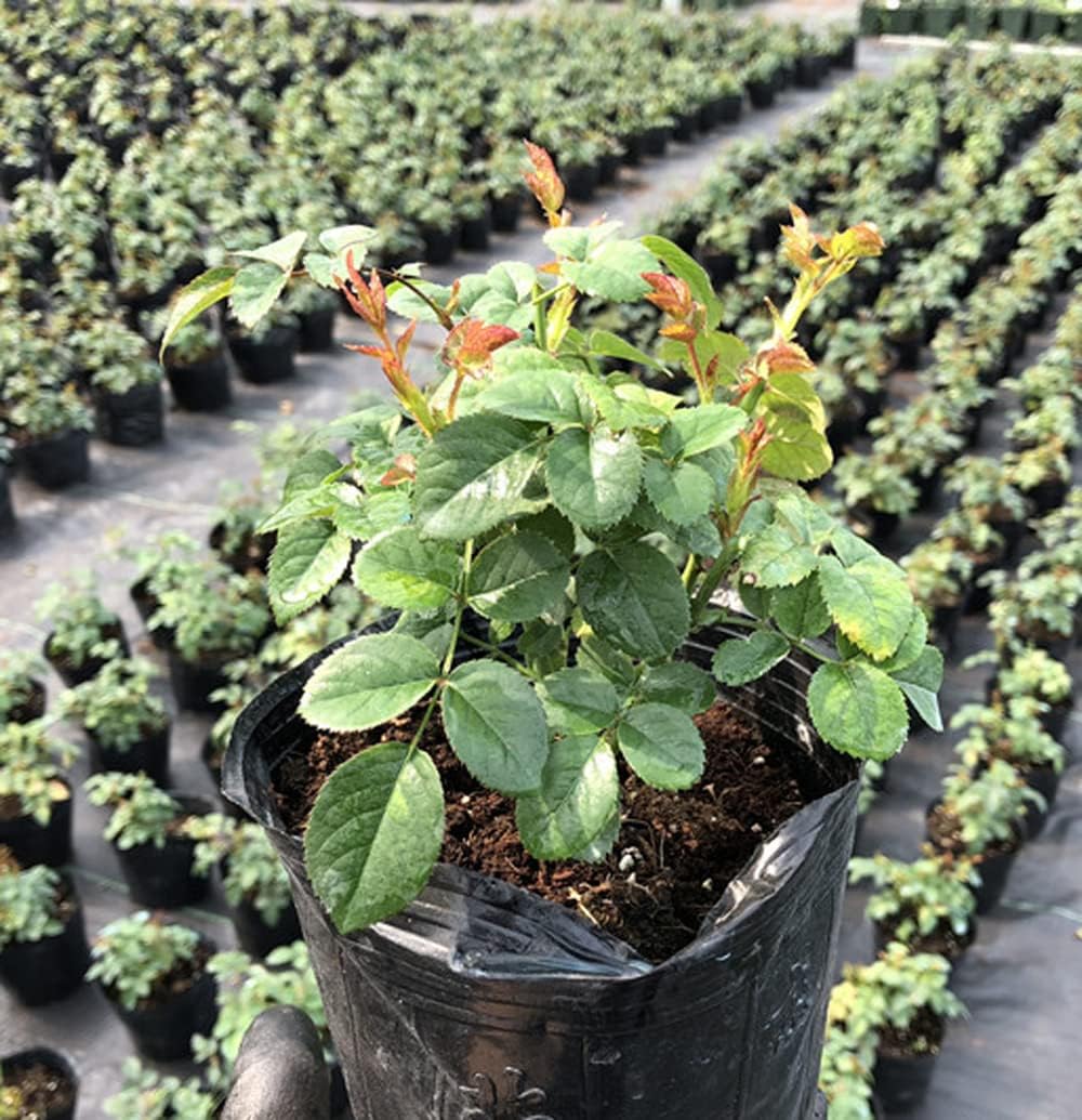 Dark Red Stripes Rose Bush, Multi Colours Rose Hedging M809