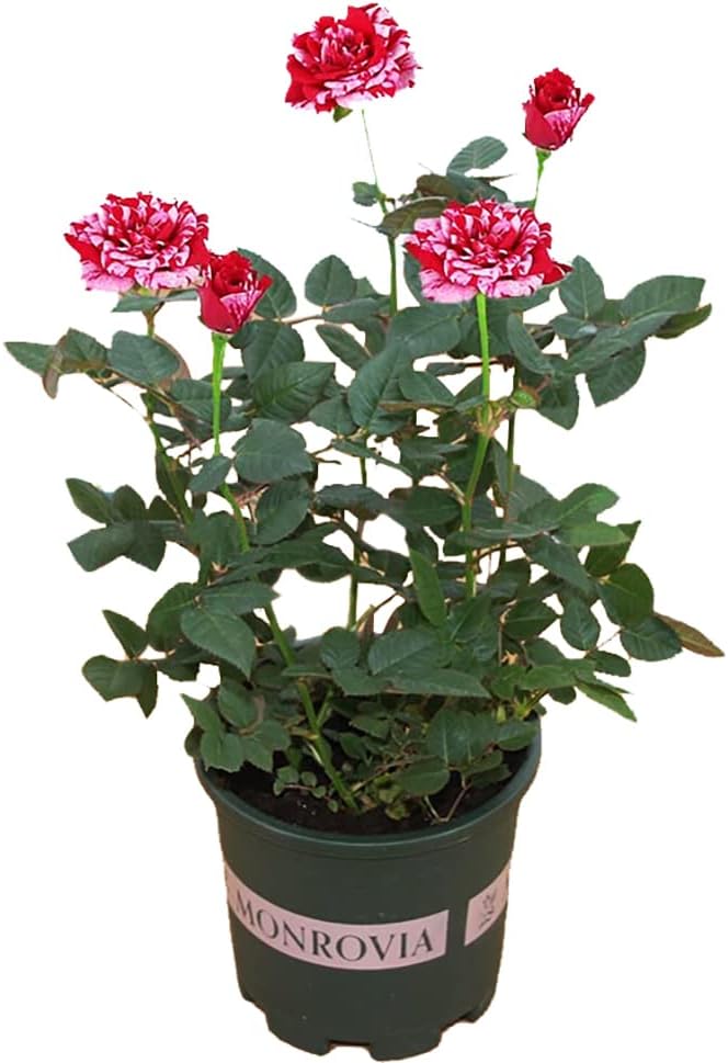Dark Red Stripes Rose Bush, Multi Colours Rose Hedging M809