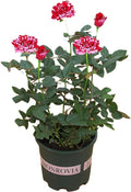 Dark Red Stripes Rose Bush, Multi Colours Rose Hedging M809