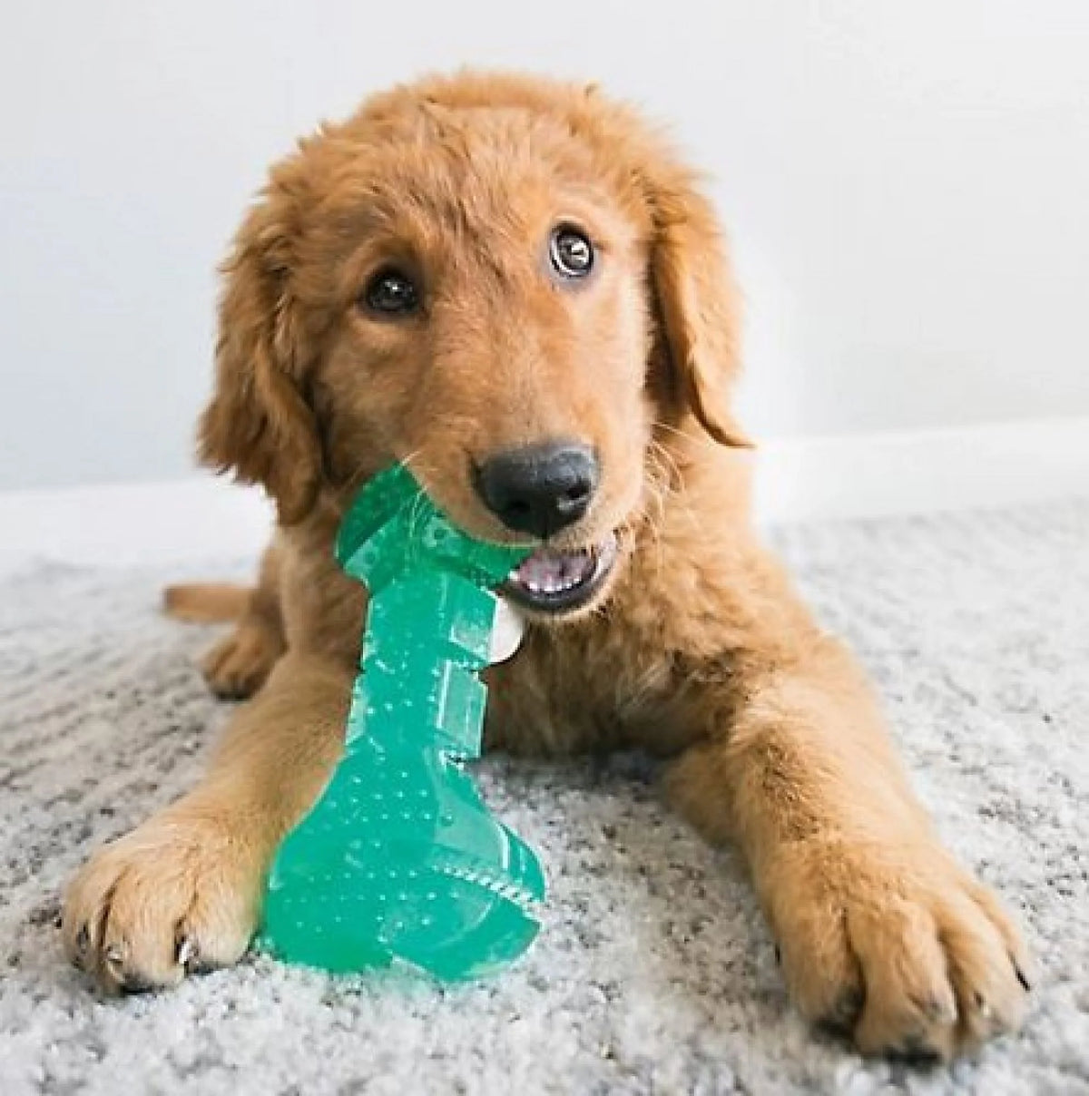 Dog Toy Medium 1 Count W48343