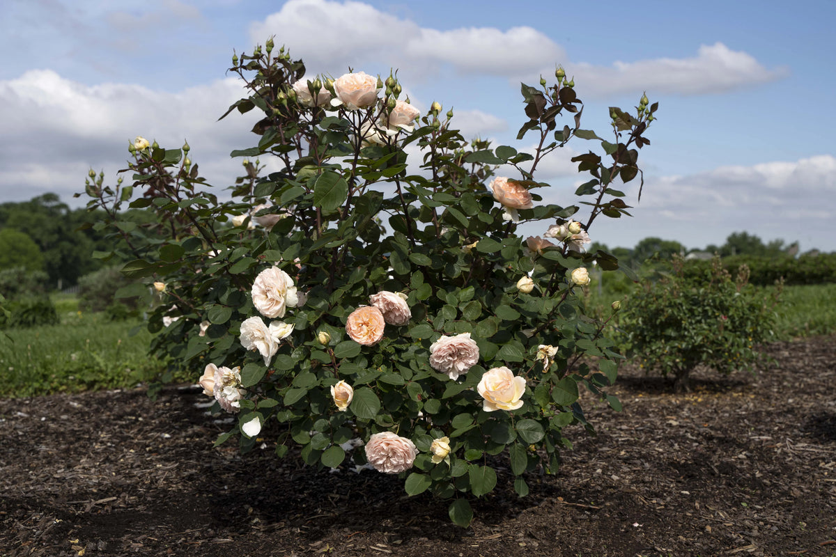 Hybrid Tea Rose Live Plants 2 Piece V2344