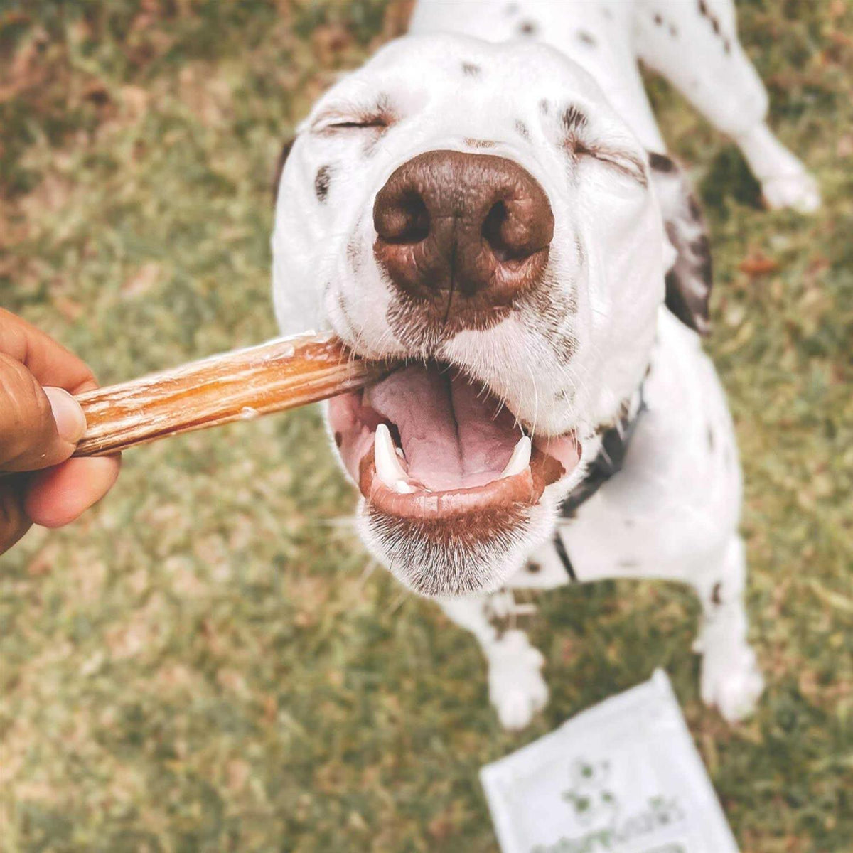 Natural Beef Bully Sticks for Dogs P840091