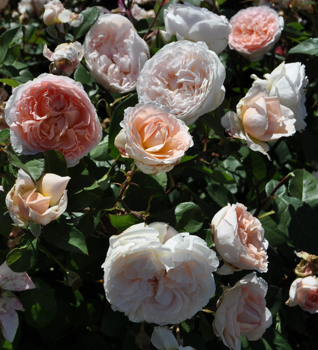 Hybrid Tea Rose Live Plants 2 Piece V2344
