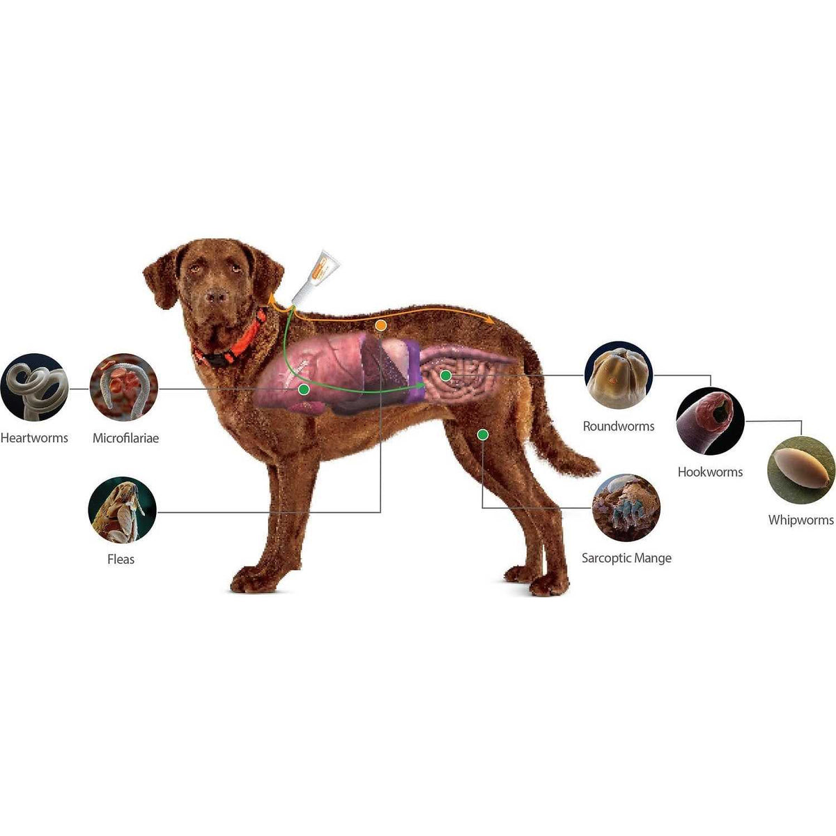 Advantage Multi for Dogs F613432