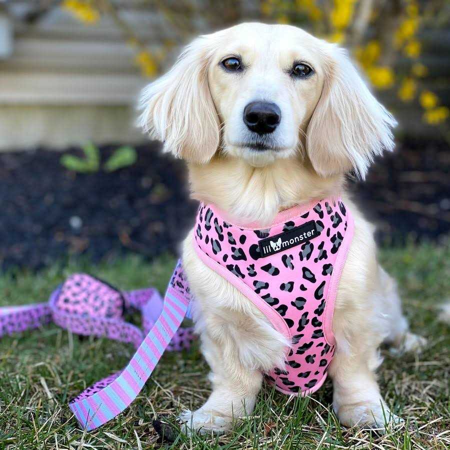 Reversible Neoprene Dog Harness T309286